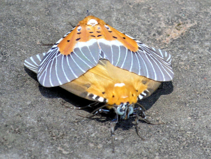 Angkor Butterlies