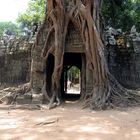 Angkor -- Natur ist stärker