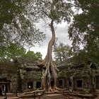 Angkor - Ta Prohm