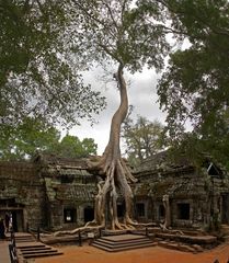 Angkor - Ta Prohm