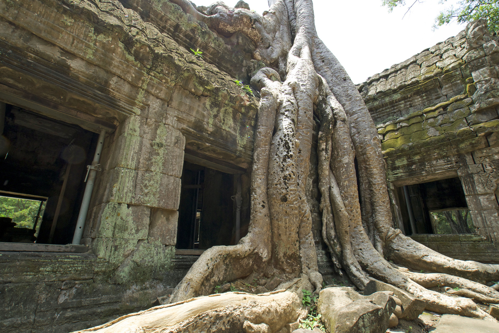 Angkor / Ta Prohm  -  Der Dschungeltempel