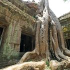 Angkor / Ta Prohm  -  Der Dschungeltempel