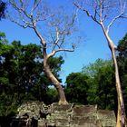 Angkor - Ta Prohm