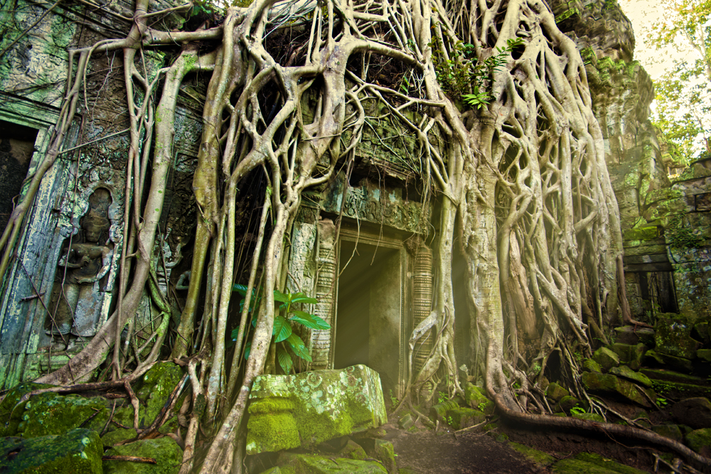 Angkor - Ta Prohm Tempel