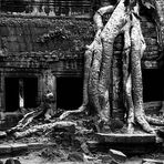 Angkor. Ta Prohm Tempel