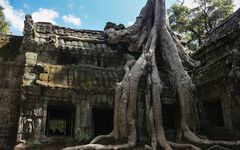 Angkor Tempel mit Baumwurzel