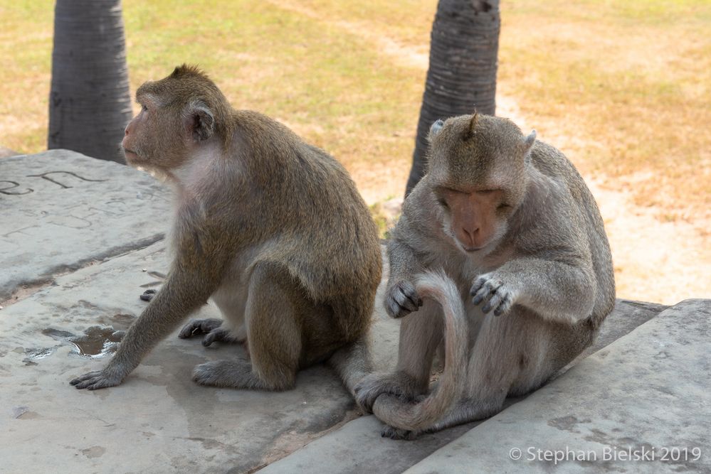 ANGKOR UND SEINE AFFEN