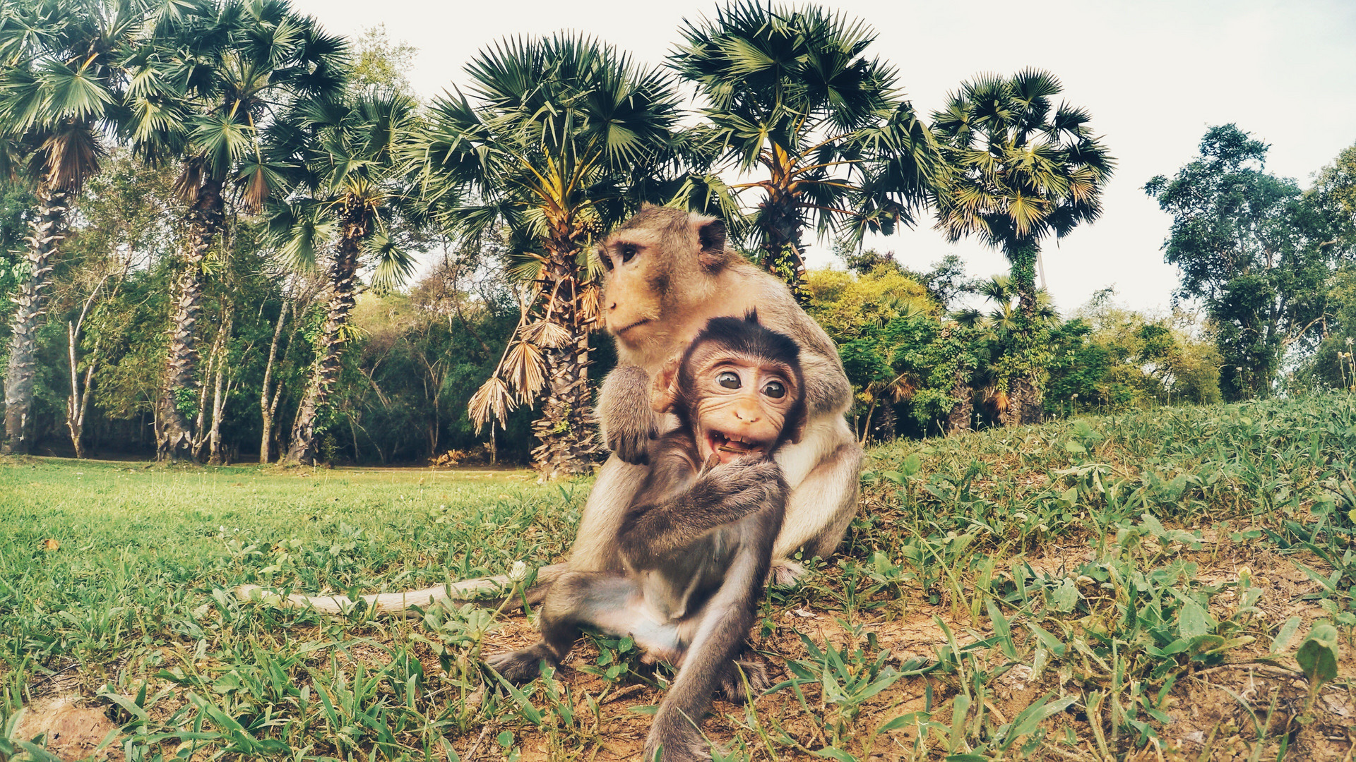 Angkor Wat Monkeys