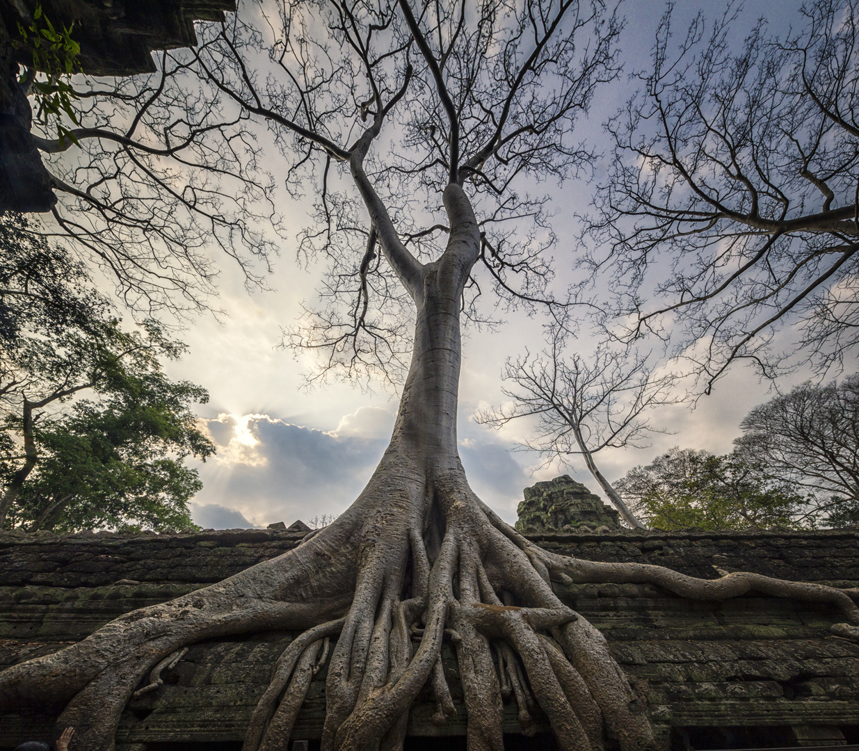 Angkor Wat- Ta Prohm