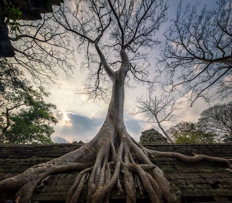 Angkor Wat- Ta Prohm