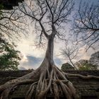 Angkor Wat- Ta Prohm