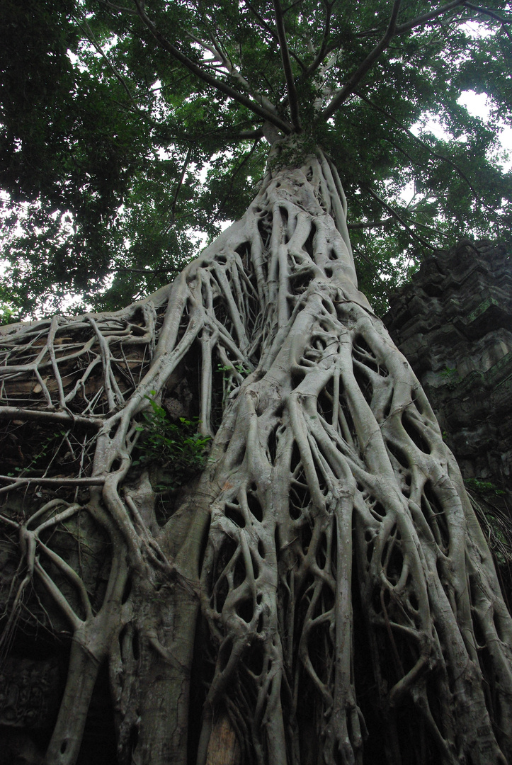 Angkor Wat (Ta Prohm)