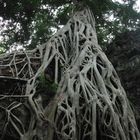 Angkor Wat (Ta Prohm)