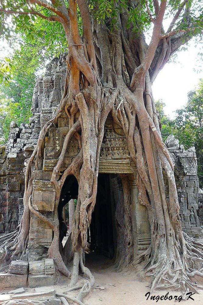 Angkor-Wat - Tempel in einer Würgefeige