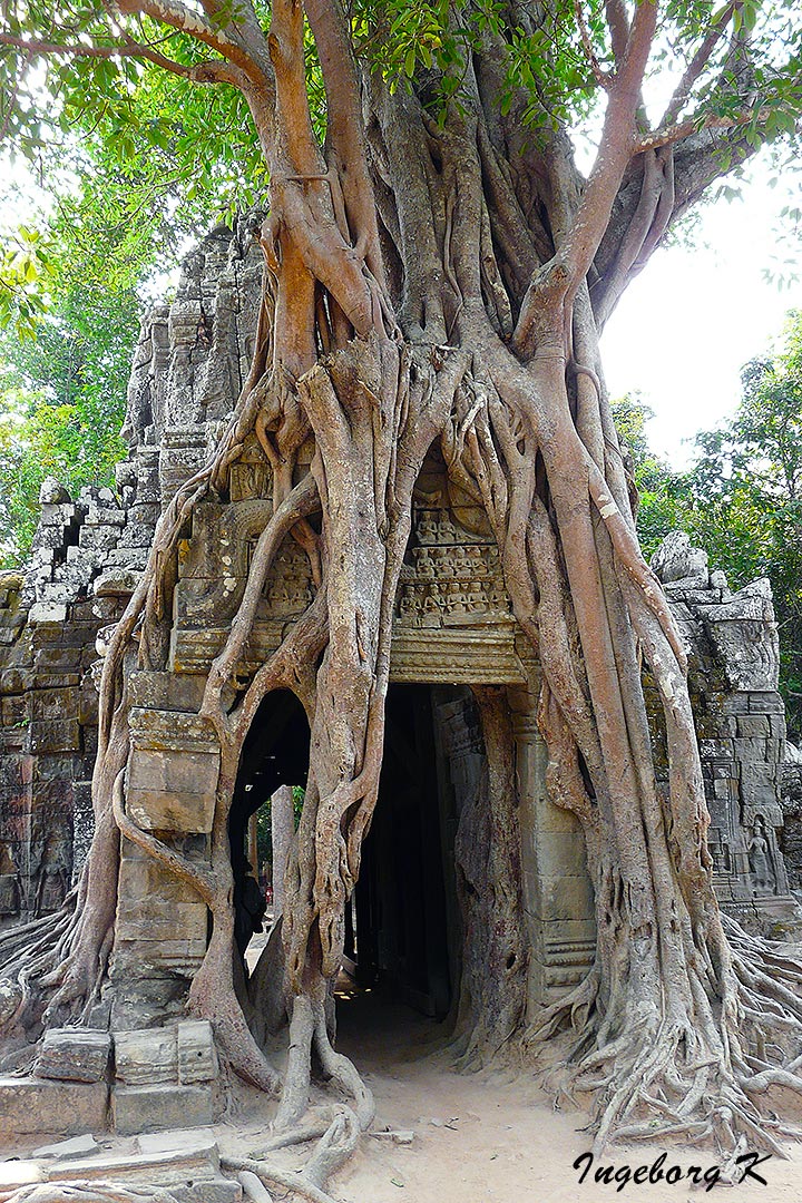 Angkor-Wat - Tempel in einer Würgefeige