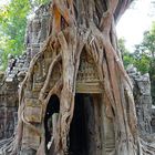 Angkor-Wat - Tempel in einer Würgefeige