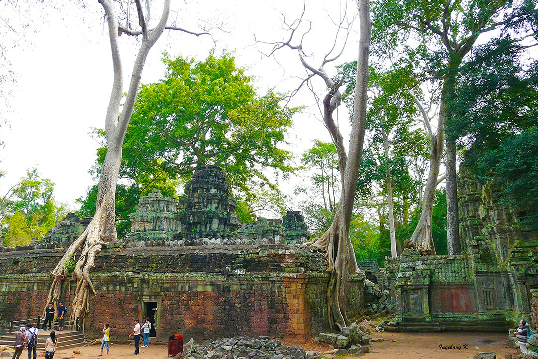 Angkor-Wat - Tempelanlage durch  die Bäume durchgewachsen
