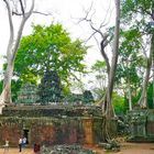 Angkor-Wat - Tempelanlage durch  die Bäume durchgewachsen