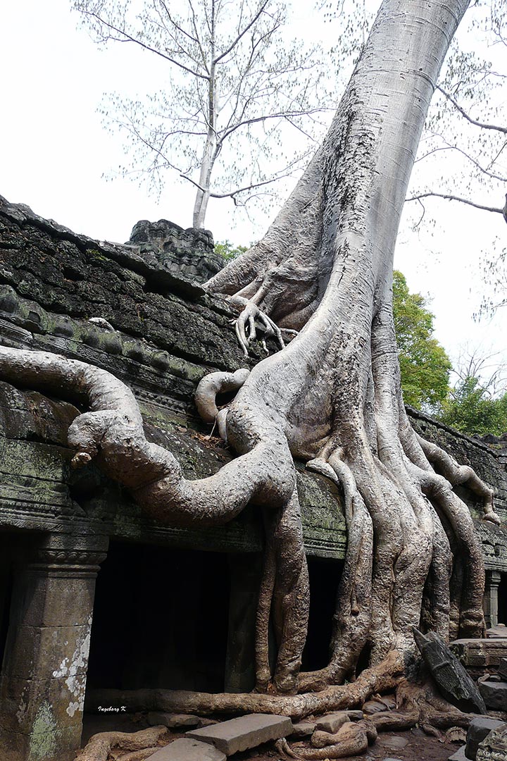 Angkor-Wat - Tempelanlage überwuchert von Bäumen