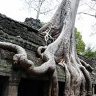 Angkor-Wat - Tempelanlage überwuchert von Bäumen