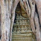 Angkor-Wat - Tempelschmuck in der Würgefeige