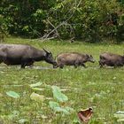 Angkor-Wat -Tiere zwischen den Monumenten