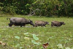 Angkor-Wat -Tiere zwischen den Monumenten