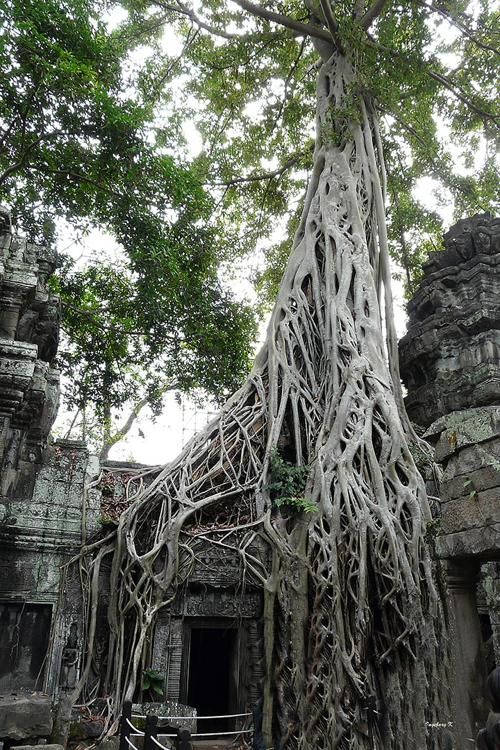 Angkor-Wat - Würgefeige