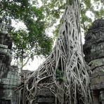 Angkor-Wat - Würgefeige