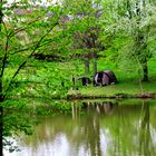 Angler am Schlosswiesensee