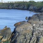 Angler in Wales