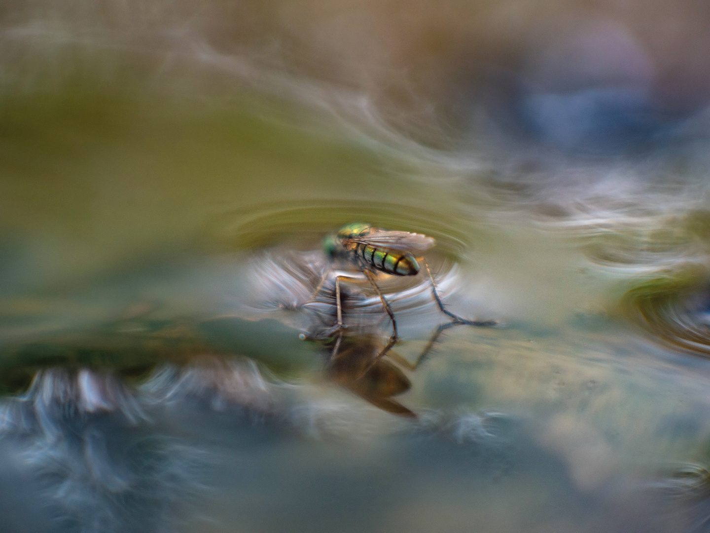 Angler in waves of light