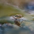 Angler in waves of light