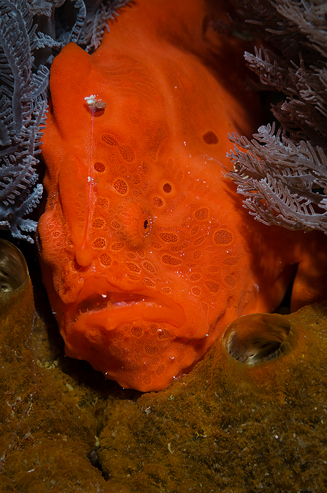 Angler- oder Fühlerfische (Antennariidae)