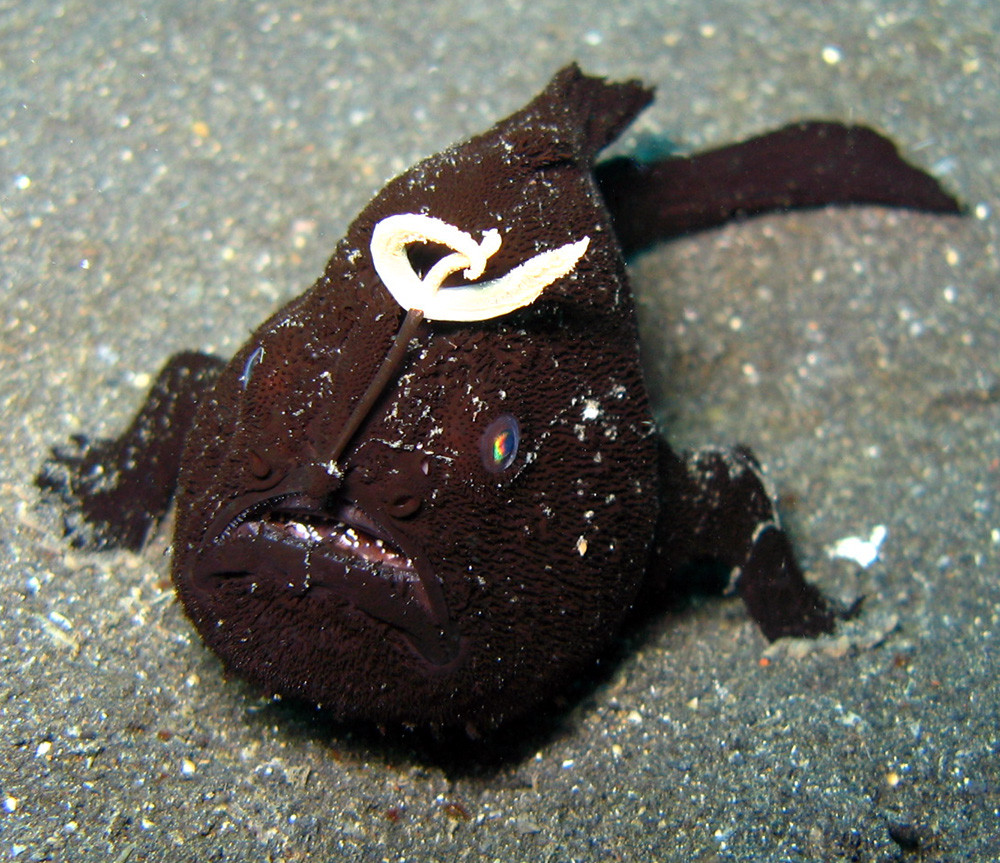 Anglerfisch Rezept - Anglerfisch Mit Reis Und Pestosoße Rezept