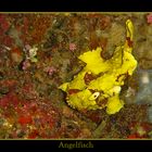 Anglerfisch