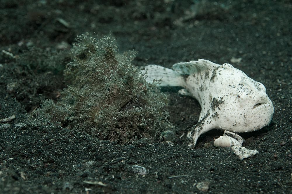 Anglerfisch im Doppelpack