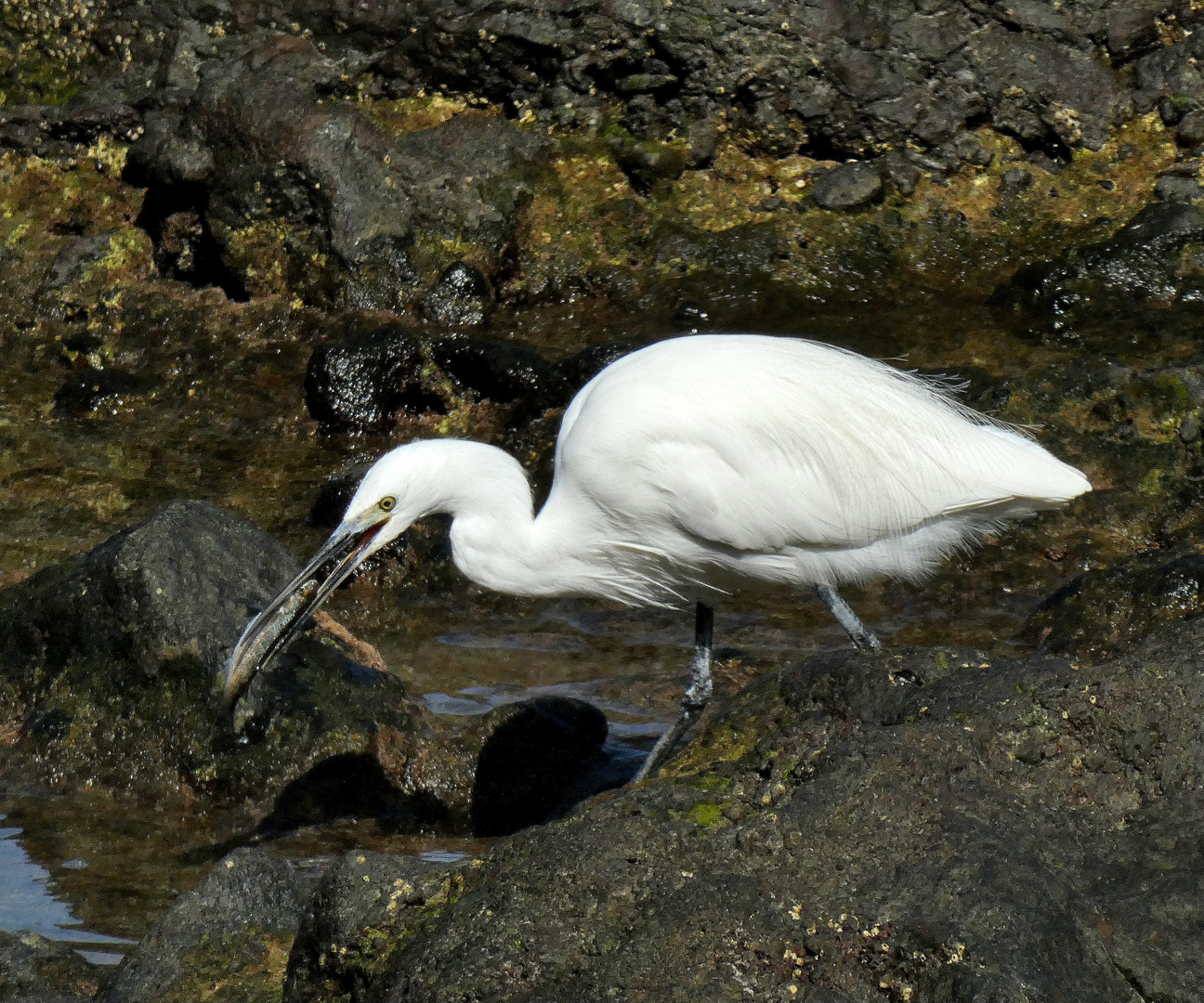 Anglerglück