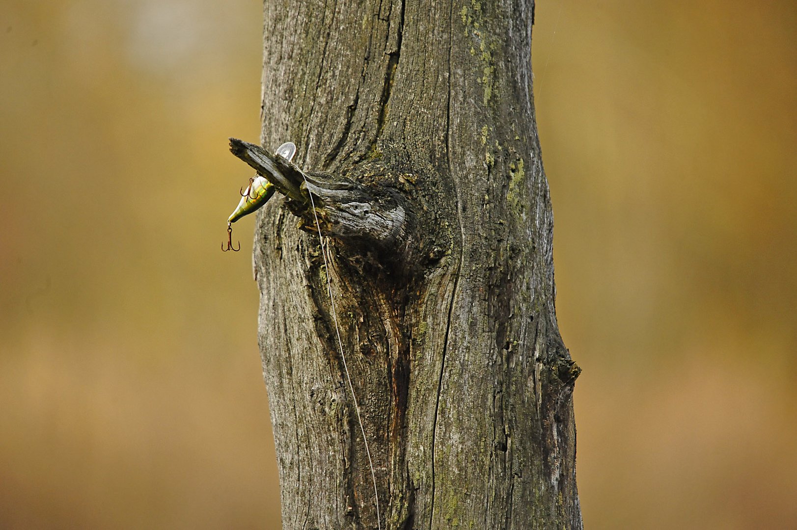 Anglerpech! Dumm gelaufen! Baum im Weg! Schnur und Köder weg!