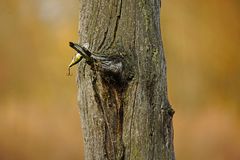 Anglerpech! Dumm gelaufen! Baum im Weg! Schnur und Köder weg!