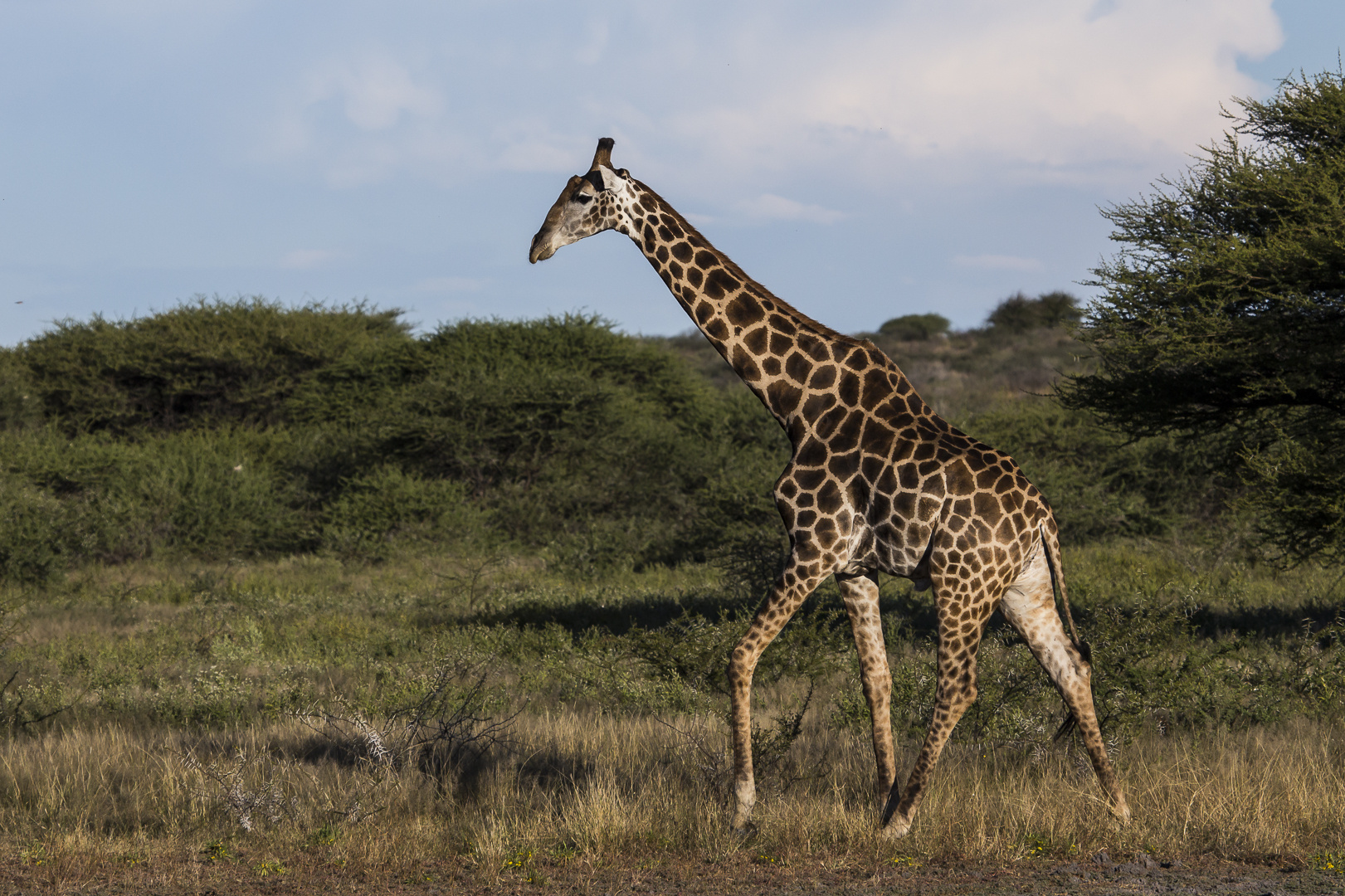 Angola-Giraffe