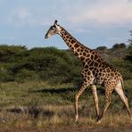 Angola-Giraffe