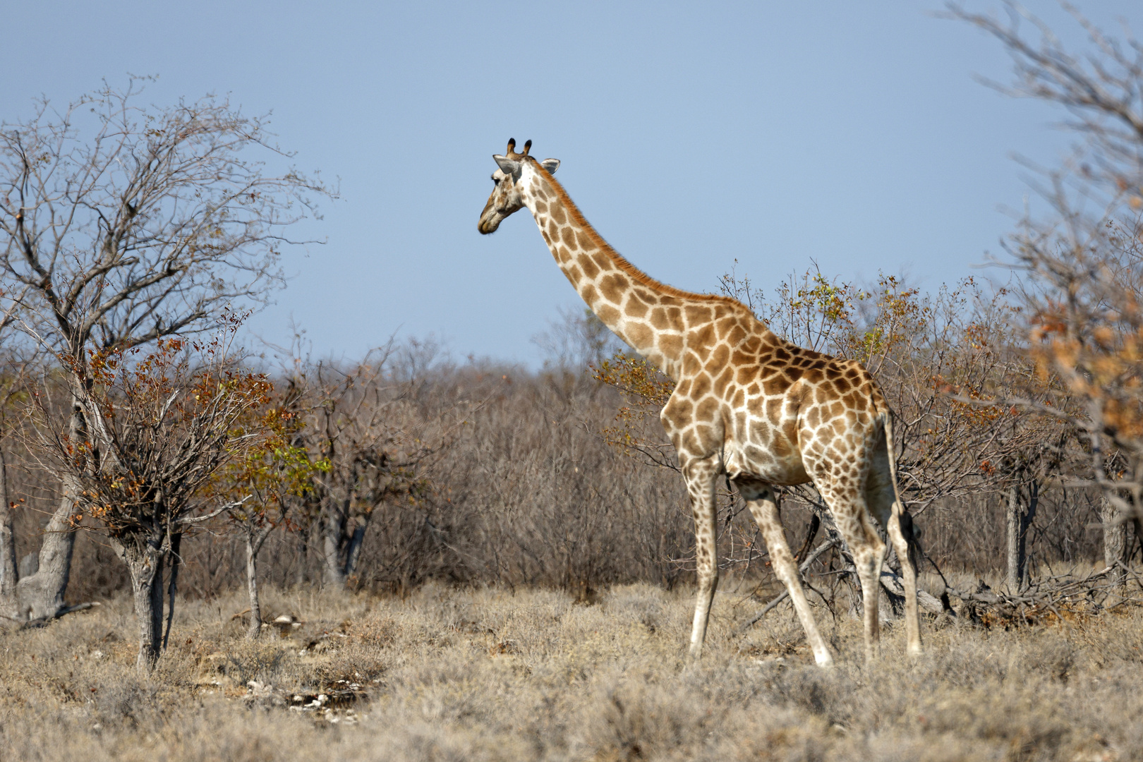 Angola-Giraffe