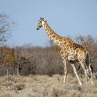 Angola-Giraffe