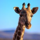 Angola Giraffe im Morgenlicht - ich bin fast immer wach und schlafe nur eine halbe Stunde-