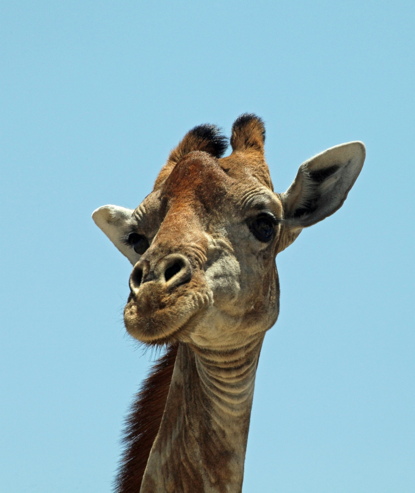 Angola Giraffe_1