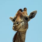 Angola Giraffe_1