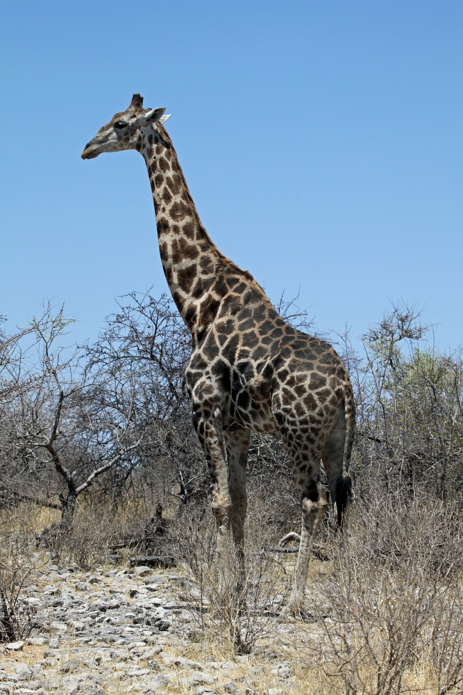 Angola Giraffe_2