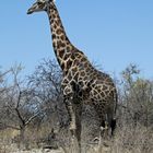 Angola Giraffe_2