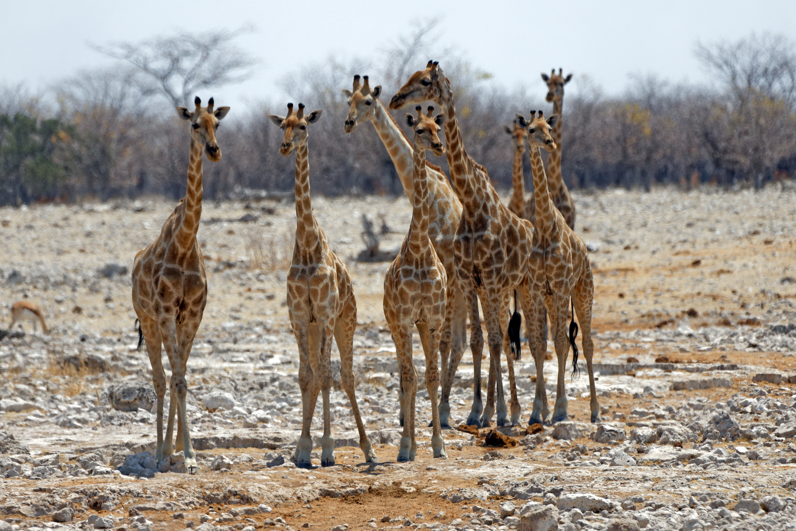 Angola-Giraffen